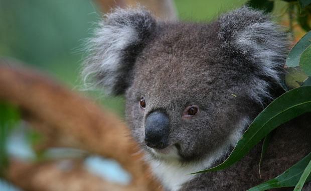 Доклад: Животный мир Австралии