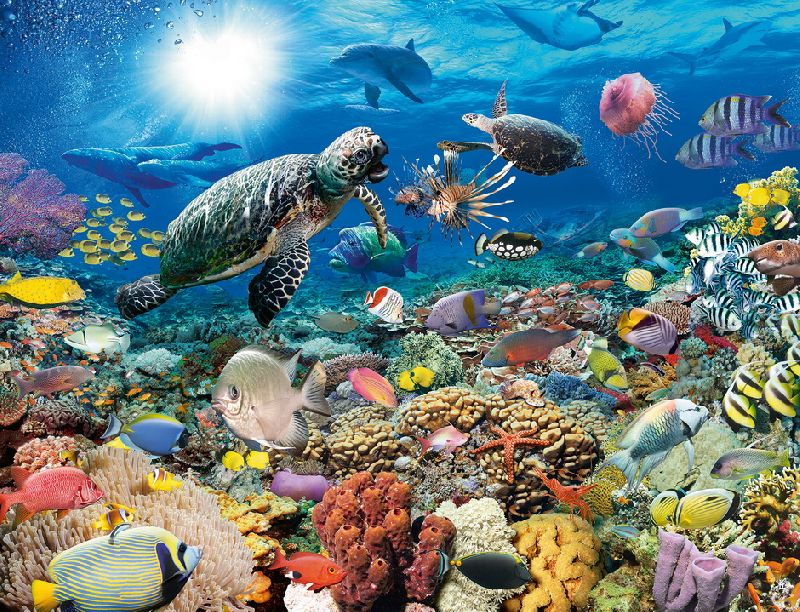 Доклад: Жизнь в морских глубинах