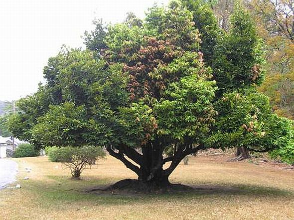 Эбеновое дерево