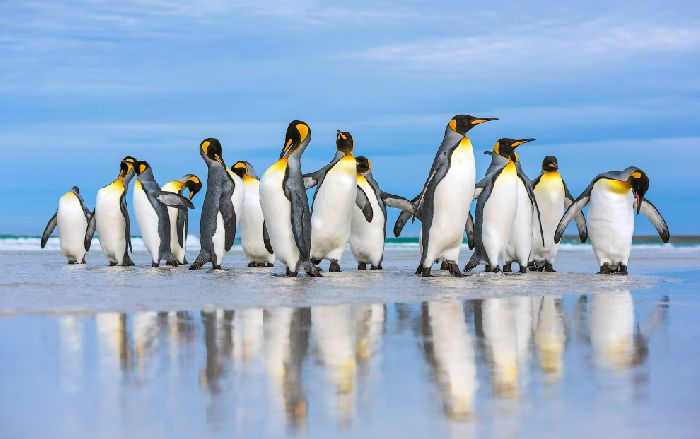 Королевские пингвины на острове