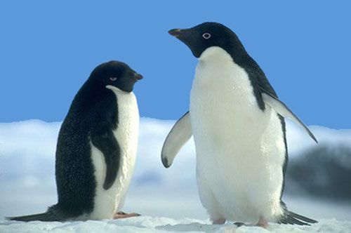 Пингвин в снегах Антарктиды