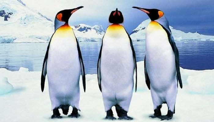 Животные Антарктиды – животный мир, обитатели и эндемики