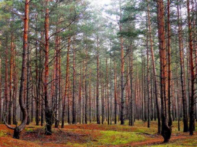 Доклад по теме Промышленное освоение лесных ресурсов тайги. Этап приискового хозяйства
