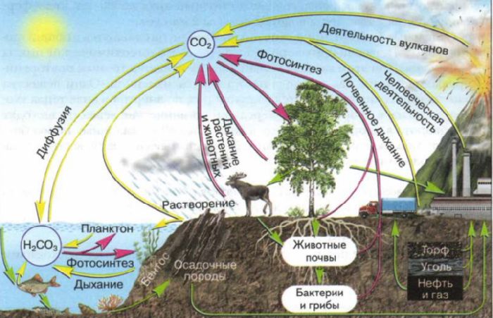 Схема круговорота углерода в природе