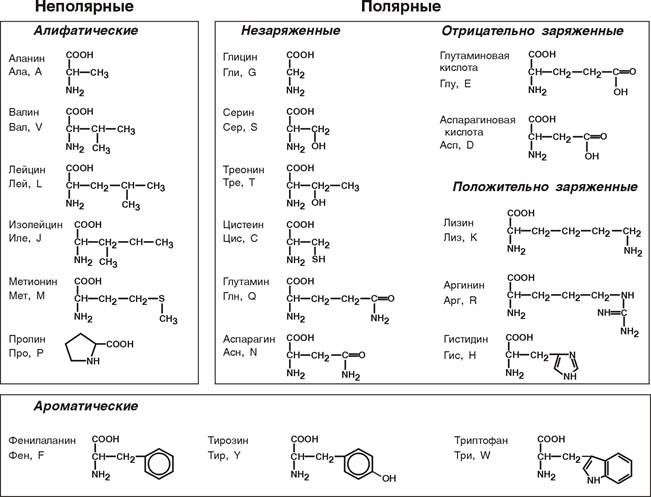 Схема классификации аминокислот