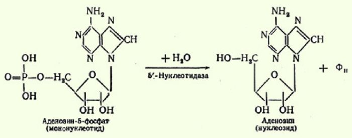 Схема гидролиза нуклеиновых кислот