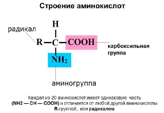 Какие аминокислоты зашифрованы в и рнк следующего состава ггц цац уау