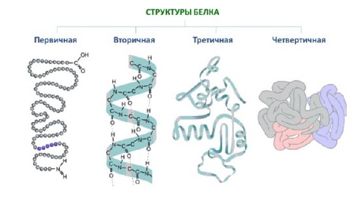 Структуры белков