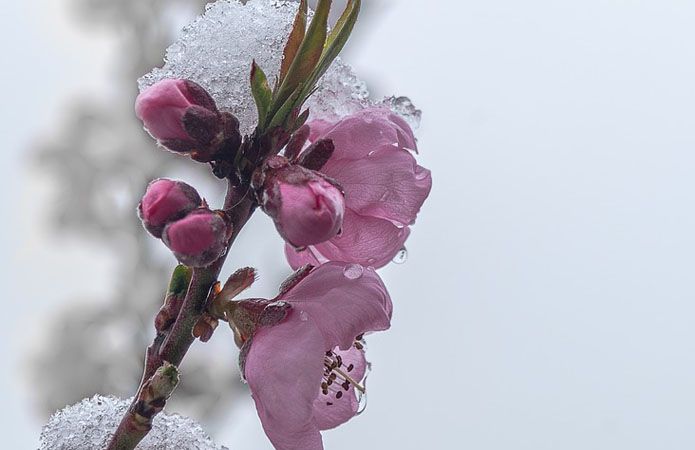 Весенний заморозок