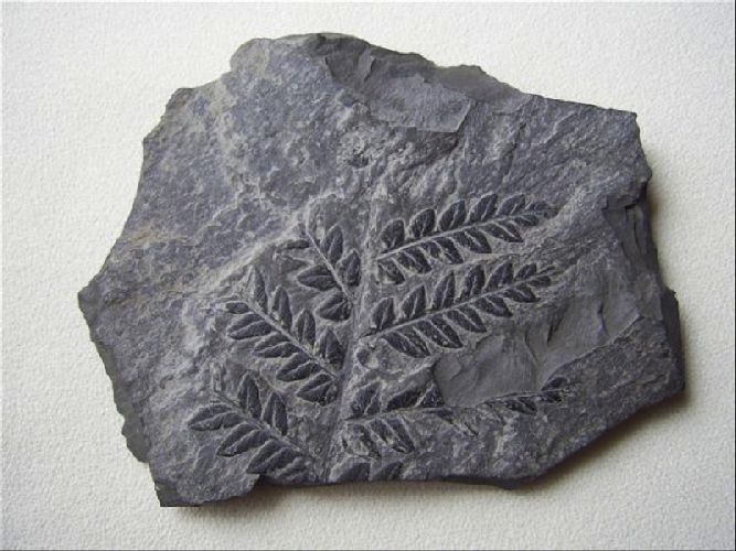 Отпечатки растений в каменном угле