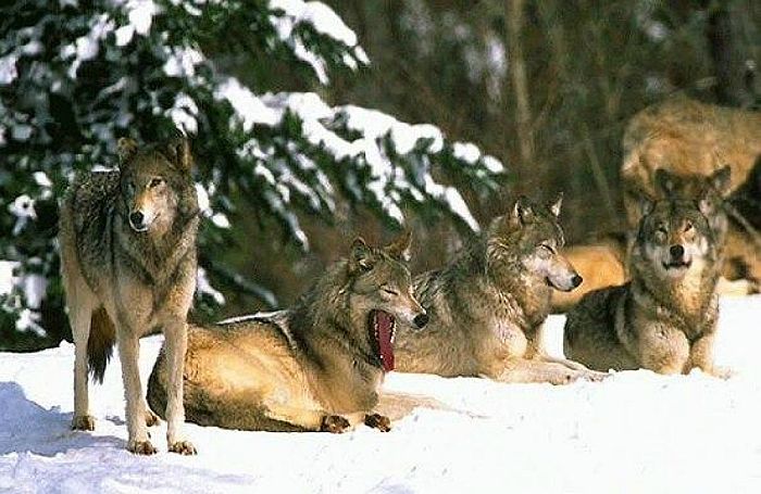 Волки в Йеллоустонском парке