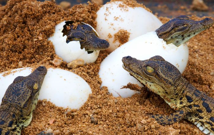 Яйца крокодилов с детёнышами
