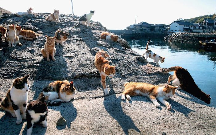 Остров кошек Тасиро