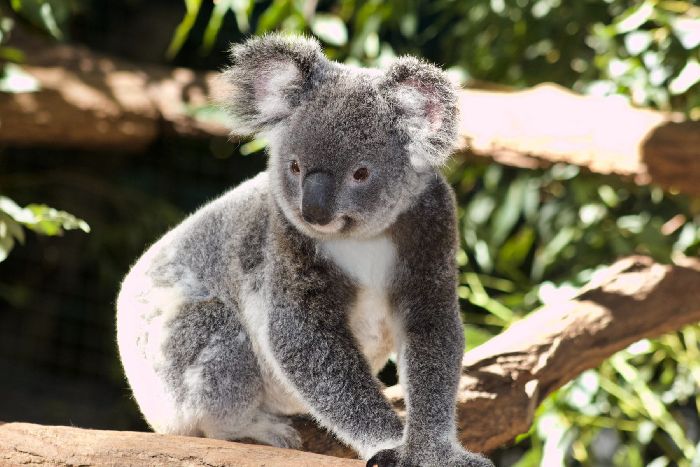 Коала Коала