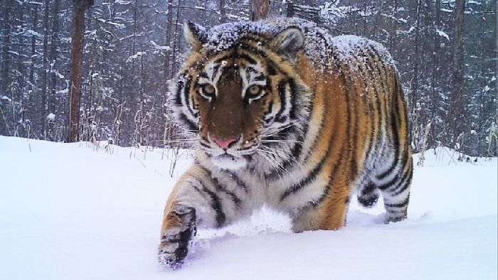 Амурский тигр, зимняя прогулка