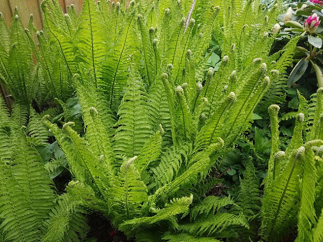 Папоротник - Fern