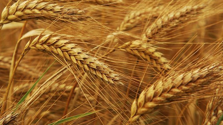 Пшеница – ценная зерновая культура