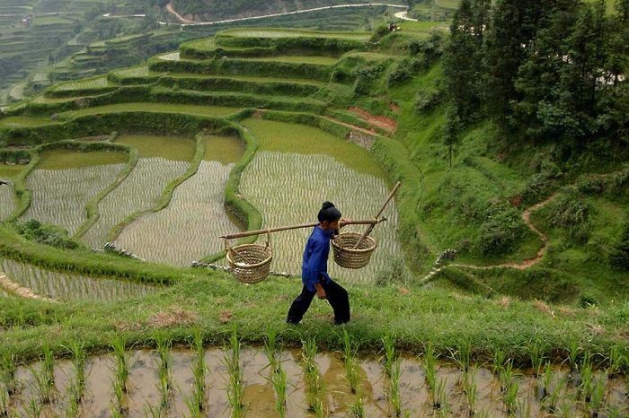 Выращивание риса в Китае