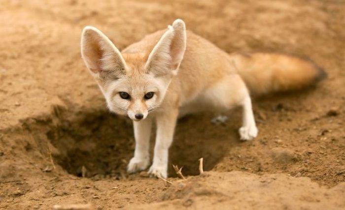 Лисица Фенек – пустынное животное
