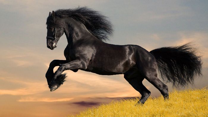 Мустанги – дикие лошади