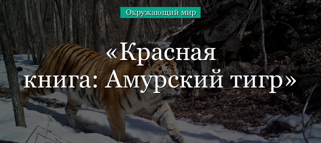 Красная книга: Амурский тигр