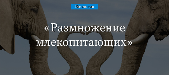 Рассмотрите рисунок 193 на с 236 укажите особенности развития зародыша млекопитающих кратко