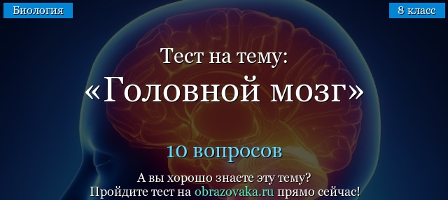 Тест Головной мозг (8 класс) по биологии