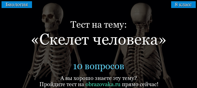 Тест Скелет человека по биологии с ответами