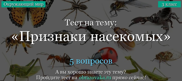 Тест на тему «Признаки насекомых»