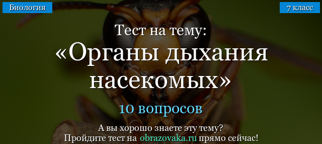 Тест на тему «Органы дыхания насекомых»
