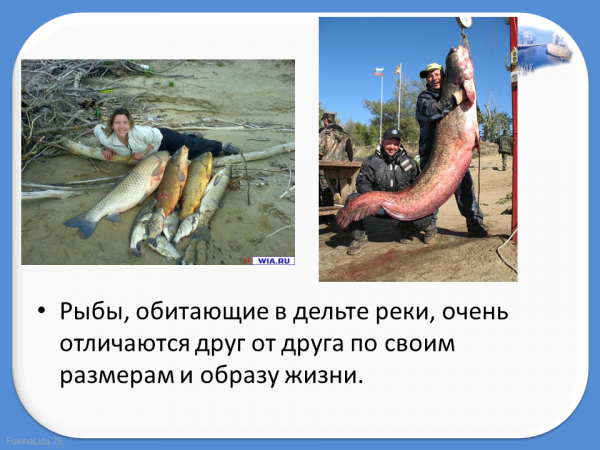 Какие рыбы обитают в Волге. Рыбы которые водятся в Волге. Рыбы обитающие в реке Волга. Обитатели реки Волга.