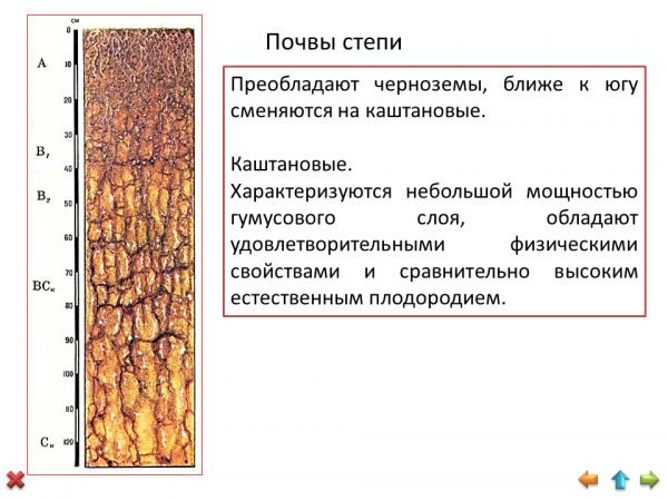 Степная природная зона почва. Тип почвы в степи России. Почвенный профиль чернозема России. Тип почвы в степи. Почвенный профиль чернозема схема.