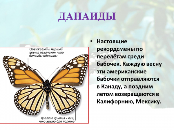 Презентация на тему "Волшебный мир бабочек" - скачать презентации по Биологии - 