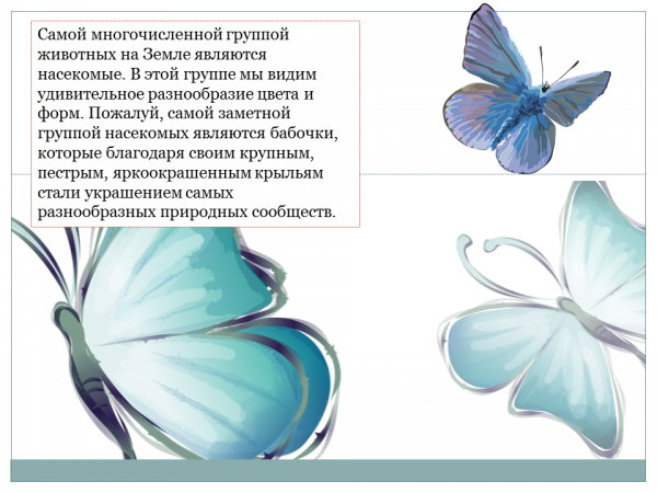 Доклад: Бабочки