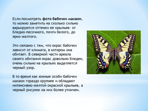 Текст описания бабочки. Бабочка Махаон описание для 2 класса. Рассказ о бабочке Махаон 2 класс окружающий мир. Бабочка Махаон доклад 3 класс. Бабочка Махаон краткое описание для детей.