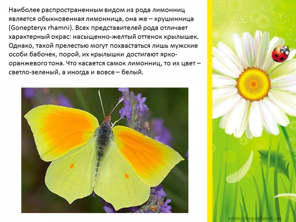 Бабочка лимонница фото и описание для детей