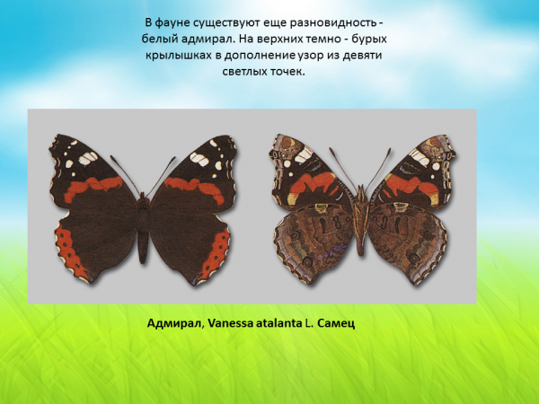 Сходства и различия бабочек 2 класс. Бабочка Адмирал самец и самка. Бабочка крапивница самец и самка. Бабочка Адмирал самец. Бабочка крапивница самец.