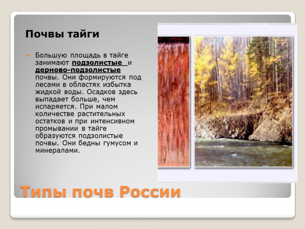 Подзолистые и мерзлотно-Таежные почвы. Подзолистые почвы тайги. Подзолистая почва тайги в России. Тайга Тип почвы. Какая почва в природной зоне тайга