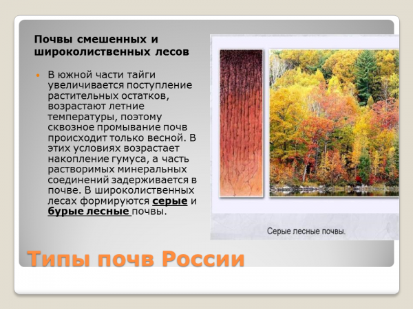Почва особое природное тело 8 класс презентация. Почвы России почвы широколиственных лесов. Тип почвы в широколиственных лесах. Смеш леса Тип почв. Почва особое природное тело 8 класс.