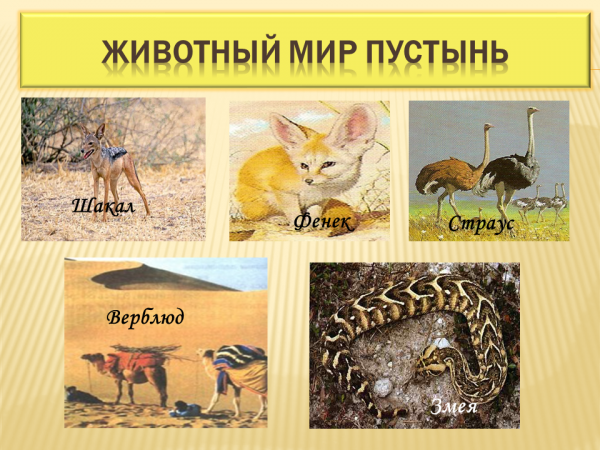 Пустыни. Животный мир. Характерные животные пустыни. Обитатели пустыни с названиями. Типичные животные пустыни.