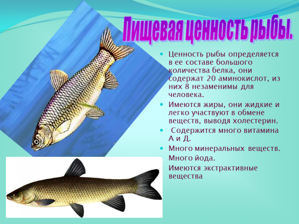 Рыболовство как традиционное занятие народов россии. Презентация на тему рыболовство. Охрана промысловых рыб. Охрана рыб презентация. Промысел рыб презентация.