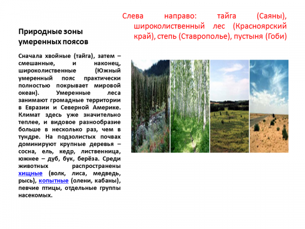 Умеренный пояс Евразии природные зоны. Природные зоны умеренного климатического пояса. Основные природные зоны Евразии. Умеренный климатический пояс Евразии.