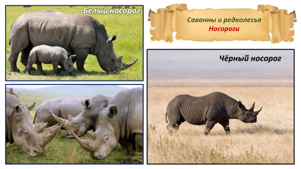 Носорог природная зона. Саванны и редколесья животные. Носорог обитает в саванне. Носорог в саванне или в тропическом. Носорог живет в саванне.