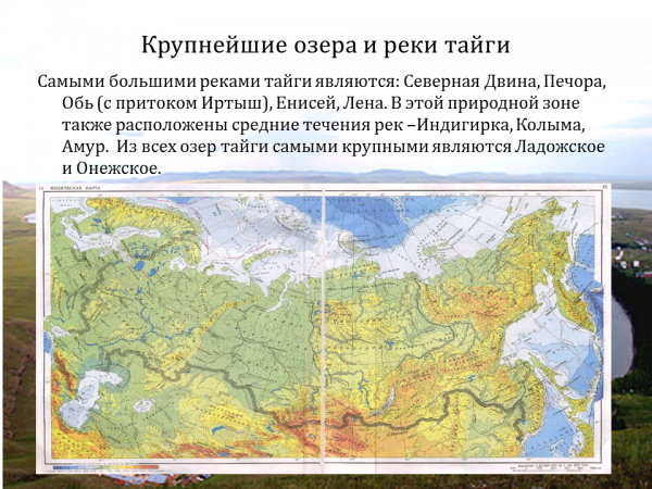 Презентация по окружающему миру на тему "Тайга" 4 класс