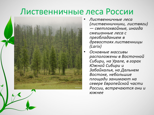Леса умеренного пояса России. Леса умеренного пояса 8 класс география. Таблица леса России леса умеренного пояса. Характеристика лесов умеренного пояса.