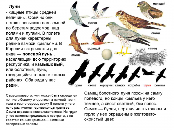 Крупные Птицы Средней Полосы России Фото