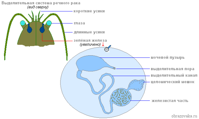 Назовите органы выделения характерные для представленного на рисунке организма рак