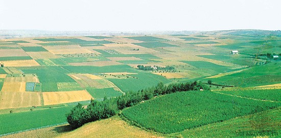 Сельскохозяйственная культура выращиваемая в европе