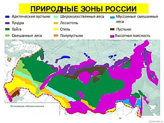 Курсовая работа по теме Природные зоны Евразии