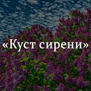 Куст сирени краткий пересказ. Куст сирени кратко. Куст сирени краткое содержание. Литературное направление куст сирени. Куст сирени семейное счастье.